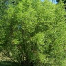 12 Black Willow Tree Cuttings | Fast Growing Privacy & Shade Tree Starter Stems 12 Black Willow Tree Cuttings | Fast Growing Privacy & Shade Tree Starter Stems