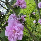 Purple Double Rose of Sharon Hibiscus | Live Rooted Shrub Cuttings Starter Plants Purple Double Rose of Sharon Hibiscus | Live Rooted Shrub Cuttings Starter Plants