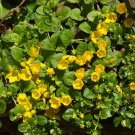 10 Creeping Jenny Rooted Cuttings | Moneywort Lysimachia nummularia Pond Groundcover 10 Creeping Jenny Rooted Cuttings | Moneywort Lysimachia nummularia Pond Groundcover