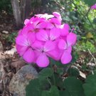 Purple Pink Pelargonium Zonal Geranium | 12 Fresh 6" Live Starter Cuttings