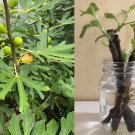 Brunswick Fig Cuttings 5 Pack | Fresh Ficus carica Starter Stems + Bonus Willow Water Brunswick Fig Cuttings 5 Pack | Fresh Ficus carica Starter Stems + Bonus Willow Water