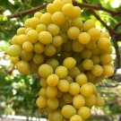 Cotton Candy Grape Vine Cuttings | 4 Fresh Unrooted Vitis Stems for Rooting or Grafting Cotton Candy Grape Vine Cuttings | 4 Fresh Unrooted Vitis Stems for Rooting or Grafting