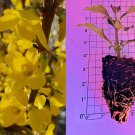 Forsythia Rooted Cuttings 5 Pack | First-Year Plants with Strong Roots | Fast Growing Shrub