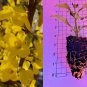Forsythia Rooted Cuttings 5 Pack | First-Year Plants with Strong Roots | Fast Growing Shrub