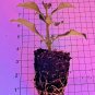 Forsythia Rooted Cuttings 5 Pack | First-Year Plants with Strong Roots | Fast Growing Shrub