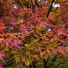 Japanese Maple Cuttings 15 Pack | 8–12" Fresh Starter Stems | Ornamental Tree for Garden