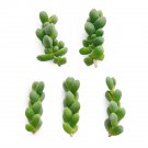 Corpuscularia lehmannii Cuttings | 5 Fresh Ice Plant Astridia Velutina Succulent Stems Corpuscularia lehmannii Cuttings | 5 Fresh Ice Plant Astridia Velutina Succulent Stems