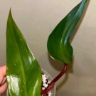 Strawberry Shake Philodendron Cuttings | 3 Fresh Variegated Stems + Bonus Extra Strawberry Shake Philodendron Cuttings | 3 Fresh Variegated Stems + Bonus Extra
