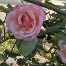 Apricot Heirloom Rose Cuttings | 6 Fresh Stems for Propagation | Fragrant Blooms