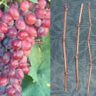 Crimson Seedless Grape Cuttings | 4 Fresh Unrooted Red Table Grape Vine Starter Stems Crimson Seedless Grape Cuttings | 4 Fresh Unrooted Red Table Grape Vine Starter Stems