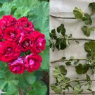 Geranium Double Red Cuttings | 4 Fresh Pelargonium Starter Stems | Flowering Plant Geranium Double Red Cuttings | 4 Fresh Pelargonium Starter Stems | Flowering Plant