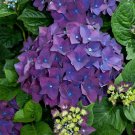 Purple Hydrangea Cuttings | 6 Fresh 6" Heirloom Hydrangea Bush Stems for Propagation Purple Hydrangea Cuttings | 6 Fresh 6" Heirloom Hydrangea Bush Stems for Propagation