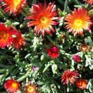 Ruby Hardy Ice Plant Cuttings | Delosperma cooperi | 10 Fresh 6" Groundcover Succulent