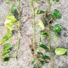 Giant Golden Hawaiian Pothos Plant | Live Epipremnum Aureum Vine Cutting for Indoor Growing Giant Golden Hawaiian Pothos Plant | Live Epipremnum Aureum Vine Cutting for Indoor Growing