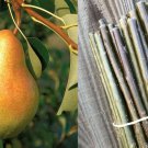 Pear Tree Scions | 12 Fresh Organic Cuttings for Grafting & Rooting Live Fruit Plant Pear Tree Scions | 12 Fresh Organic Cuttings for Grafting & Rooting Live Fruit Plant