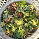 30 Mini Succulent Cuttings | 1–2 Inch Tiny Varieties Mix for Fairy Garden Decor