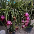 Dragon Fruit ‘Connie Mayer’ Cuttings | 5–7 Inch Hylocereus Hybrid Starter Stems Dragon Fruit ‘Connie Mayer’ Cuttings | 5–7 Inch Hylocereus Hybrid Starter Stems