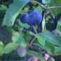 Noire de Barbentane Fig Tree Cuttings | 5 Pack Healthy Productive Starter Stems