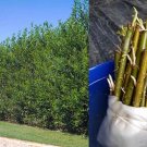 40 Austree Hybrid Willow Cuttings | 10 Inch Fresh Thick Stems | Fast Growing Trees 40 Austree Hybrid Willow Cuttings | 10 Inch Fresh Thick Stems | Fast Growing Trees