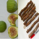3 Green Ischia Fig Tree Cuttings | Fresh Starter Stems for Propagation | Zone 7–10 3 Green Ischia Fig Tree Cuttings | Fresh Starter Stems for Propagation | Zone 7–10