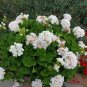 White & Light Pink Geranium Live Plant Cuttings &acirc;�� 3 Fresh 6" Starter Plants for Garden & Pots