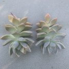 Echeveria Ghost Plant Cuttings – 2 Live Succulent Starter Plants for Pots & Gardens