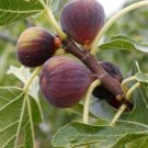 Olympian Fig Tree – Live Fruiting Ficus Carica Plant for Garden or Patio Pots