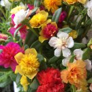 Portulaca Mixed Colors Seeds – Moss Rose Annual Flowers for Garden Beds & Pots Portulaca Mixed Colors Seeds – Moss Rose Annual Flowers for Garden Beds & Pots