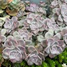 Graptopetalum Purple Delight – 2 Live Succulent Cuttings for Pots & Rock Gardens Graptopetalum Purple Delight – 2 Live Succulent Cuttings for Pots & Rock Gardens