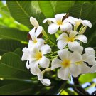 Plumeria Yellow Cutting – Live Triple Branched Frangipani Starter Plant for Garden & Pots Plumeria Yellow Cutting – Live Triple Branched Frangipani Starter Plant for Garden & Pots