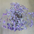 Tinantia pringlei Cuttings – Mexican Speckled Wandering Jew Houseplant Starter Plants Tinantia pringlei Cuttings – Mexican Speckled Wandering Jew Houseplant Starter Plants