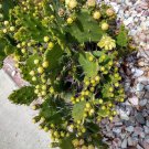 Cactus & Succulent Cutting – Live Starter Plant for Easy Growing in Pots or Rock Gardens