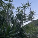Hawaii Grown Dragon Tree Cuttings – 8 Dracaena Marginata Starter Plants for Bonsai & Pots Hawaii Grown Dragon Tree Cuttings – 8 Dracaena Marginata Starter Plants for Bonsai & Pots