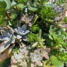 10 Succulent Variety Pack – Live Mixed Cuttings for Easy Growing & Plant Gift Sets 10 Succulent Variety Pack – Live Mixed Cuttings for Easy Growing & Plant Gift Sets