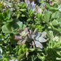 10 Succulent Variety Pack – Live Mixed Cuttings for Easy Growing & Plant Gift Sets