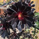 Aeonium Black Rose Cutting – 1 Live Succulent 3–4" Starter Plant for Pots & Gardens
