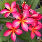 Plumeria Cutting – 1 Fresh 6–8" Pink Yellow Frangipani Starter Tree from Hawaii Plumeria Cutting – 1 Fresh 6–8" Pink Yellow Frangipani Starter Tree from Hawaii