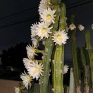 Columnar Cactus Cutting – Live 11" x 2.5" Succulent Starter Plant for Pots & Gardens Columnar Cactus Cutting – Live 11" x 2.5" Succulent Starter Plant for Pots & Gardens