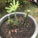 Fig Tree Cuttings – 6 Unrooted Ficus carica Stems for Propagation and Starter Plants