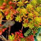 Sedum rubrotinctum Jelly Bean – 6 Variegated Succulent Cuttings ‘Pork and Beans’