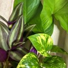 15 Rooted Houseplant Cuttings – Arrowhead Vine, Pothos, Tradescantia Starter Pack 15 Rooted Houseplant Cuttings – Arrowhead Vine, Pothos, Tradescantia Starter Pack