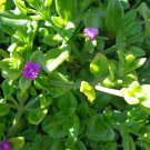 Aptenia cordifolia Cuttings – 10 Baby Sun Rose Ice Plant Stems 5–7" Purple Pink Aptenia cordifolia Cuttings – 10 Baby Sun Rose Ice Plant Stems 5–7" Purple Pink