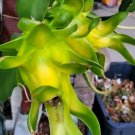 Rooted Israeli Yellow Dragon Fruit | 8–10 Inch Pitaya Hylocereus Starter Plant Rooted Israeli Yellow Dragon Fruit | 8–10 Inch Pitaya Hylocereus Starter Plant