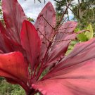 Hawaiian Lilinoe Red Ti Leaf Cuttings 3 Pack | Cordyline fruticosa Starter Logs 6 Inch Hawaiian Lilinoe Red Ti Leaf Cuttings 3 Pack | Cordyline fruticosa Starter Logs 6 Inch