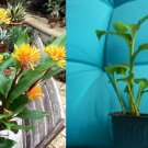 Golden Brush Dwarf Ginger | Burbidgea schizocheila Live Rooted Starter Plant for Garden Golden Brush Dwarf Ginger | Burbidgea schizocheila Live Rooted Starter Plant for Garden