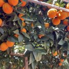 Orange Tree Cuttings | Fresh Citrus Stems for Rooting or Grafting | Citrus sinensis Starter Orange Tree Cuttings | Fresh Citrus Stems for Rooting or Grafting | Citrus sinensis Starter