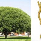 Globe Willow Tree Cuttings | 15pcs Fast Growing Shade or Privacy Tree Starter Stems Globe Willow Tree Cuttings | 15pcs Fast Growing Shade or Privacy Tree Starter Stems