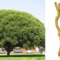Globe Willow Tree Cuttings | 15pcs Fast Growing Shade or Privacy Tree Starter Stems