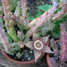 Orbea variegata Succulent Cuttings | 4pcs 3–5" Starfish Flower Plant Starter Stems Orbea variegata Succulent Cuttings | 4pcs 3–5" Starfish Flower Plant Starter Stems