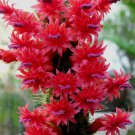 Cleistocactus samaipatanus | Live Cactus Cutting or Starter Plant | Ornamental Succulent Cleistocactus samaipatanus | Live Cactus Cutting or Starter Plant | Ornamental Succulent